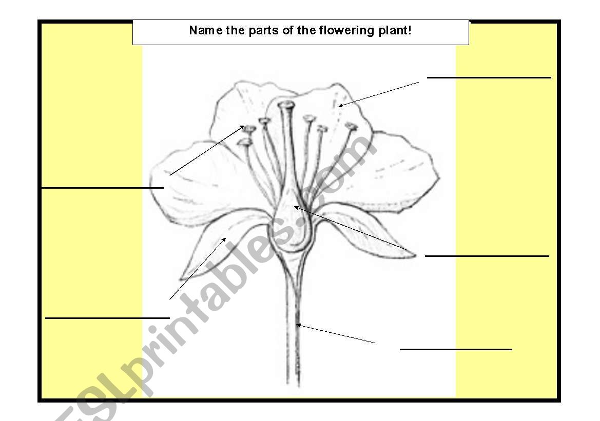 flowers parts worksheet