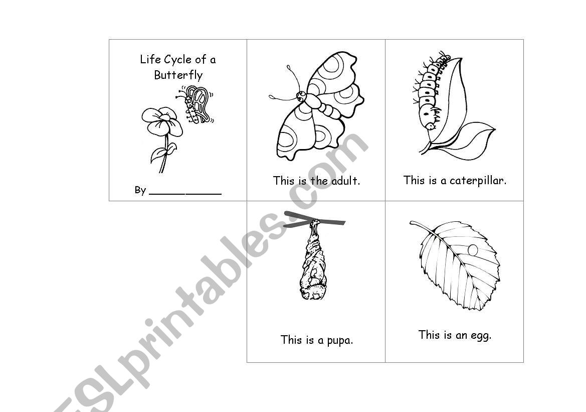 Life Cycle worksheet