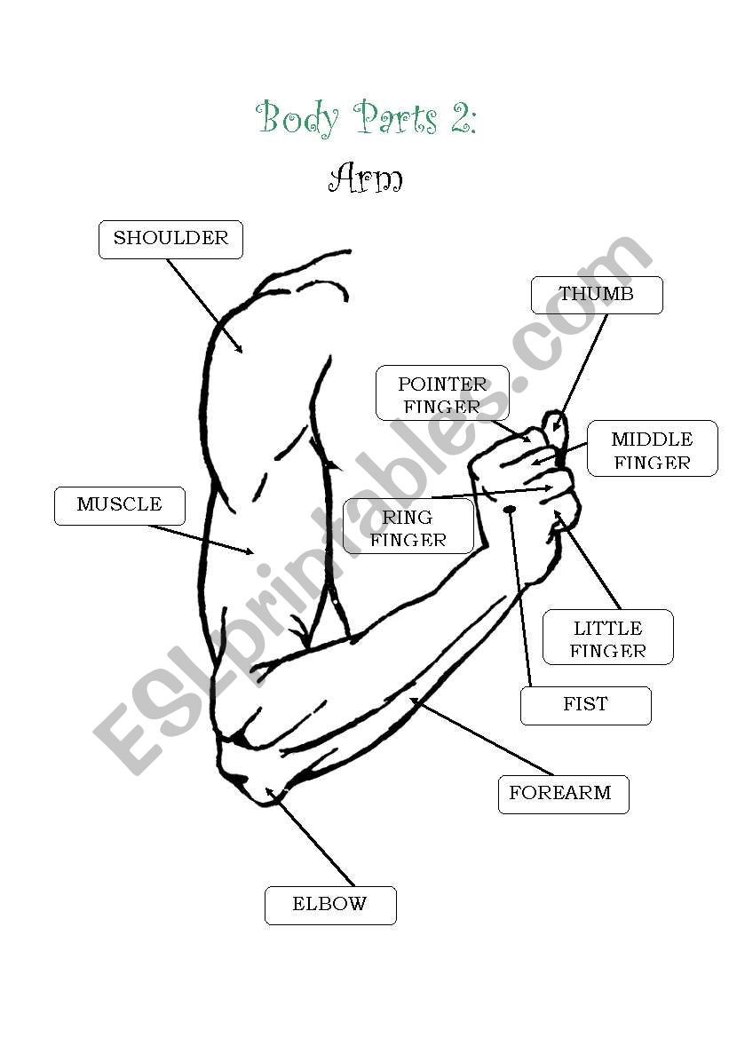 English Worksheets Body Parts 2 Arm