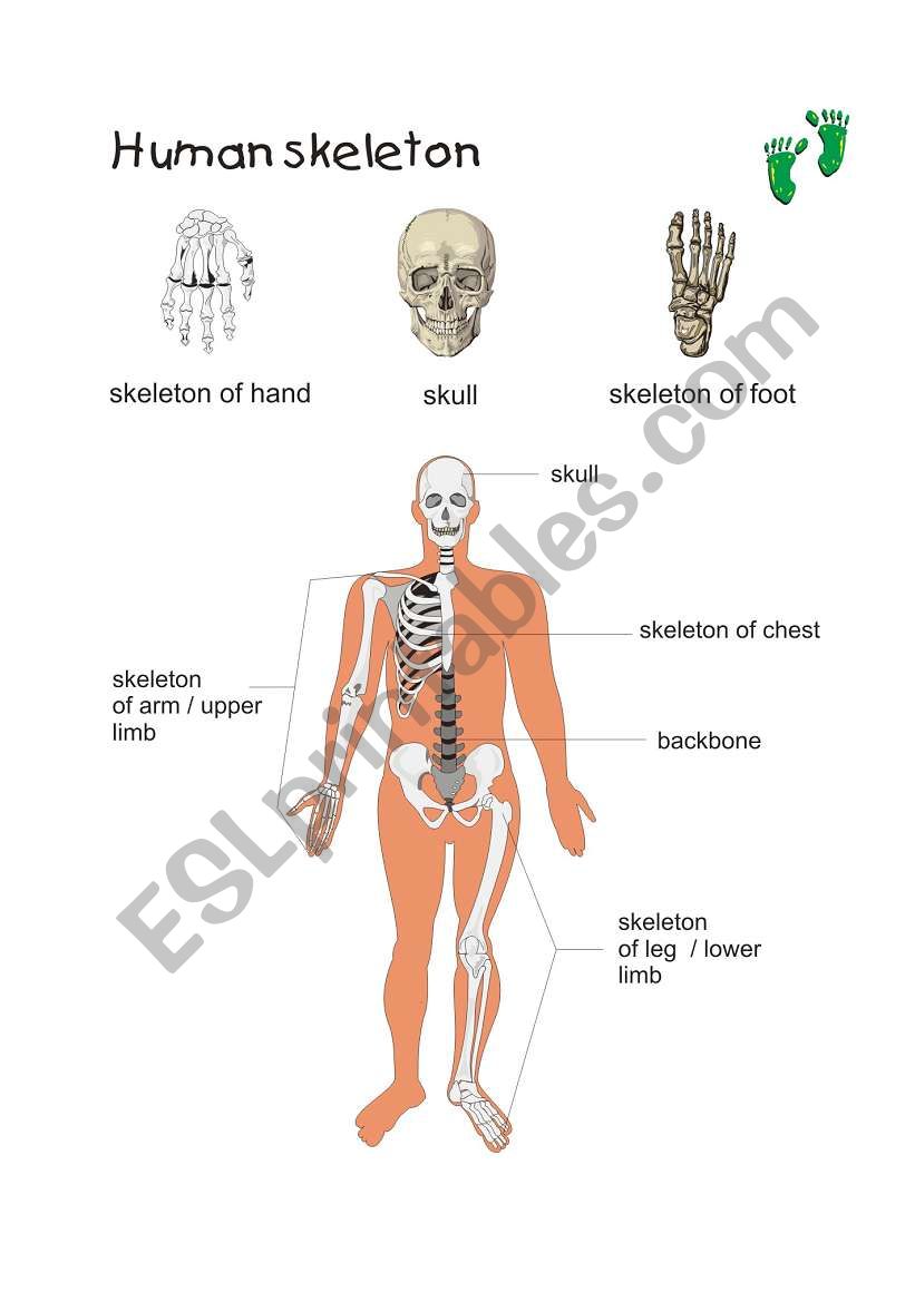 Human skleton worksheet