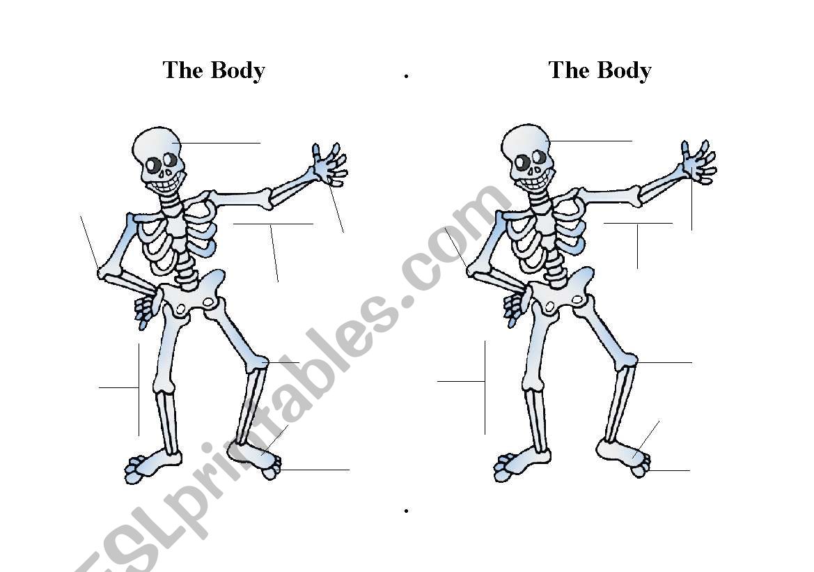 The Body  worksheet