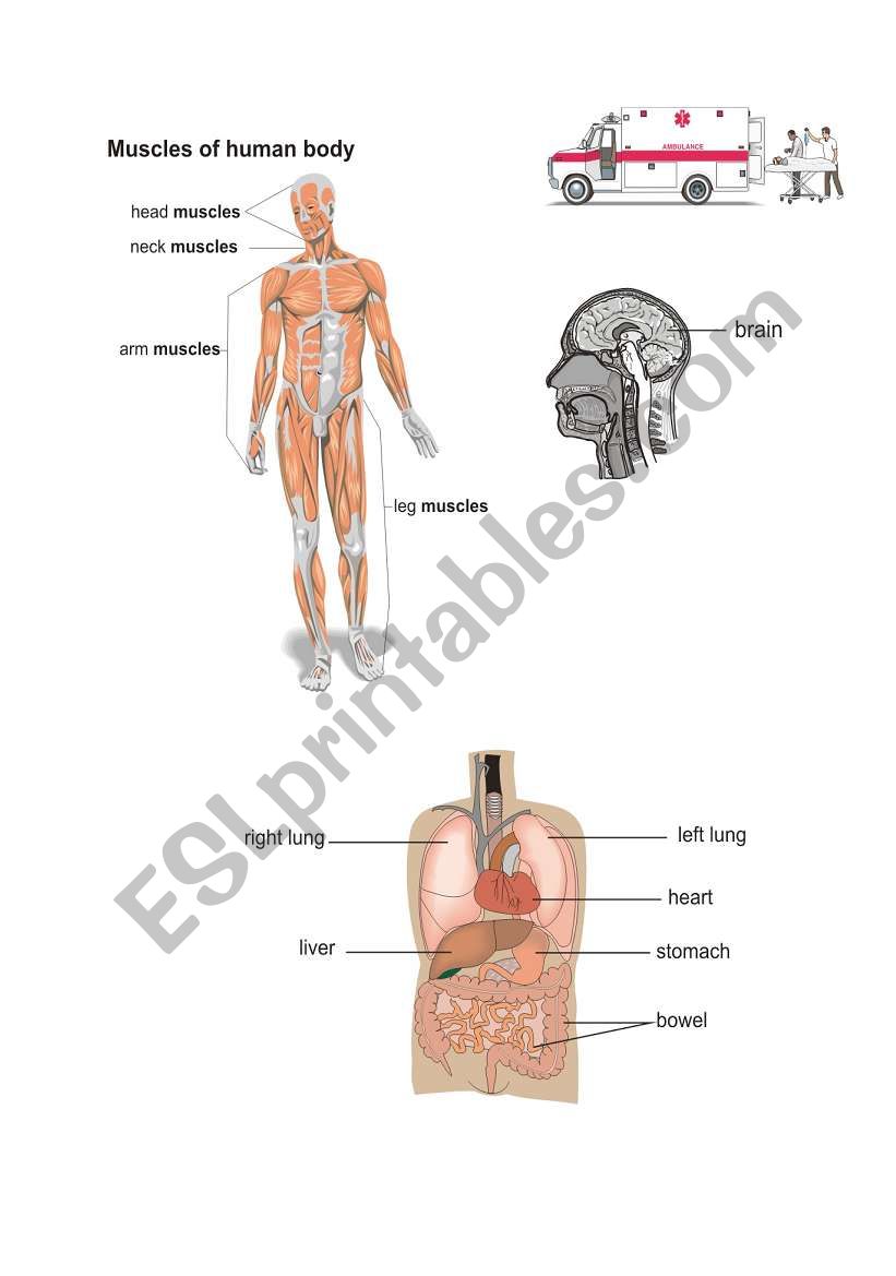 human muscles worksheet