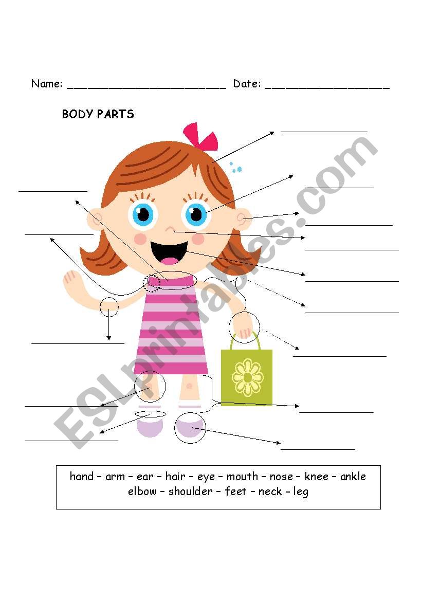 The body parts worksheet