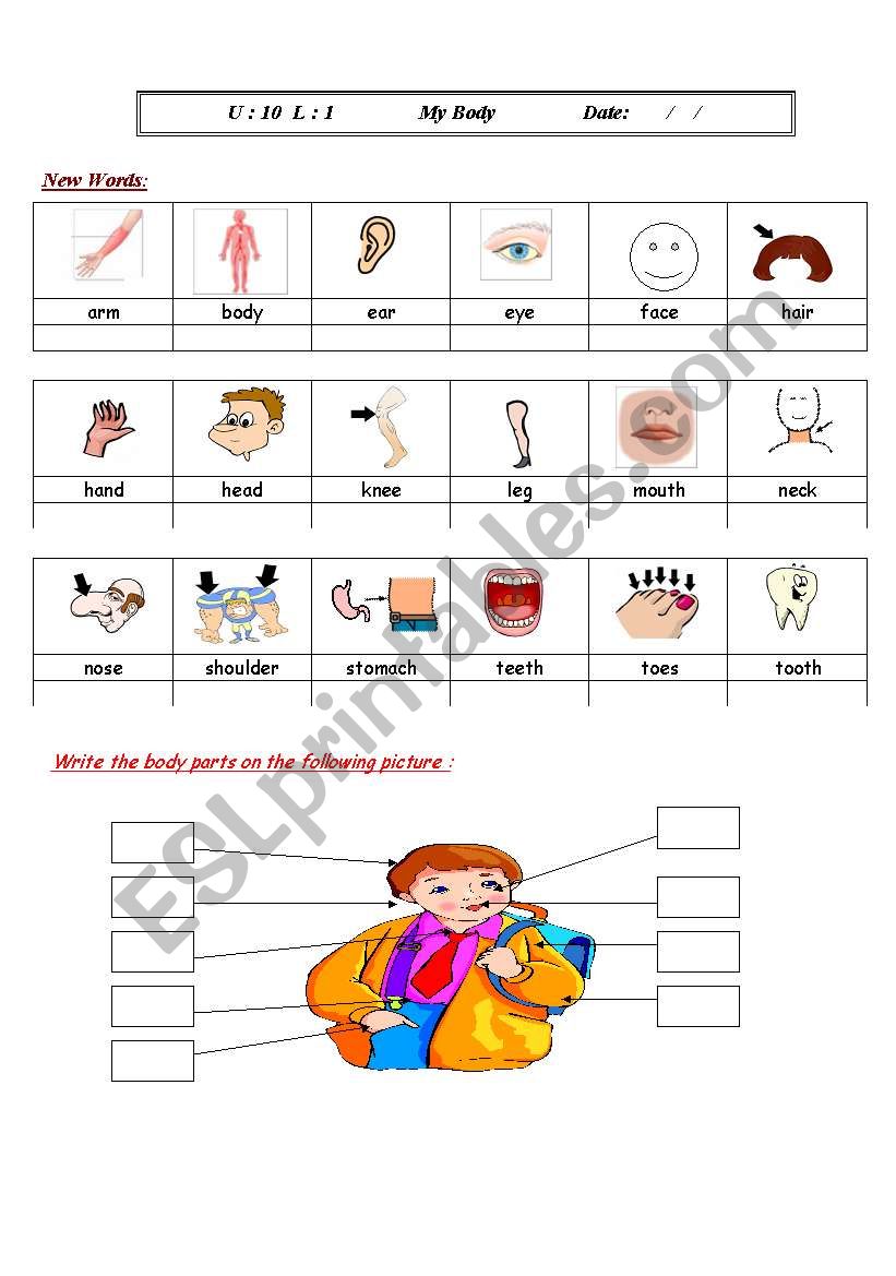 body parts worksheet