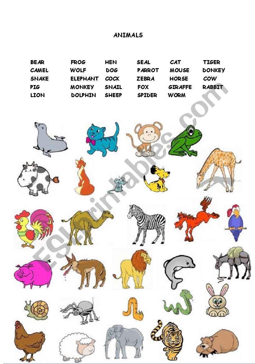 Animals worksheet