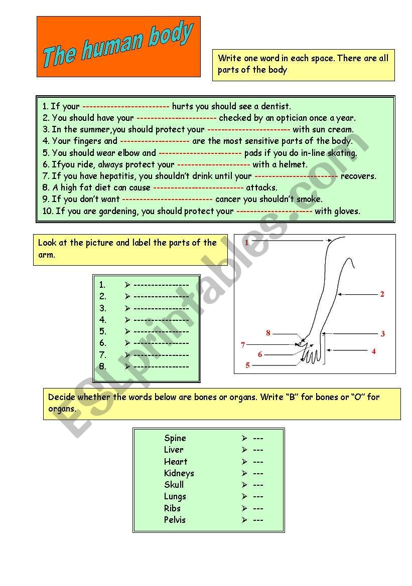 The human body worksheet