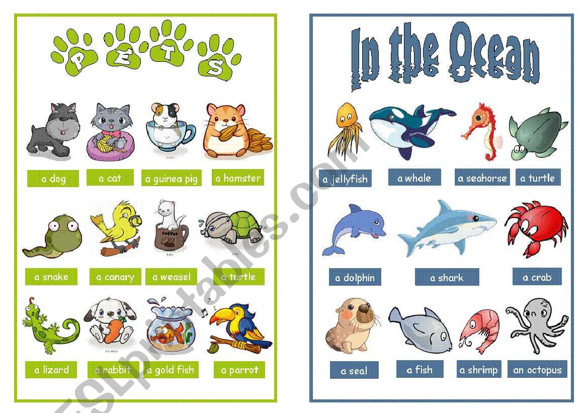 Animal pictionary booklet - Pets & In the ocean - 3/4