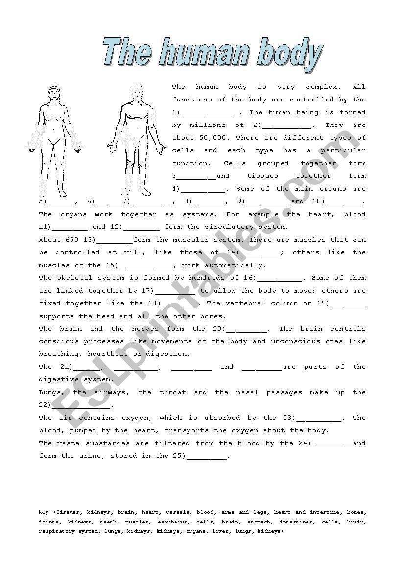 the human body worksheet