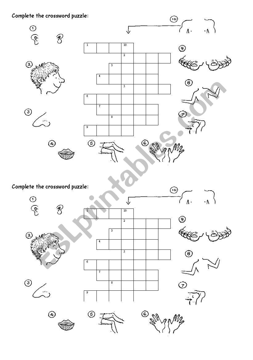 part of the body crossword worksheet