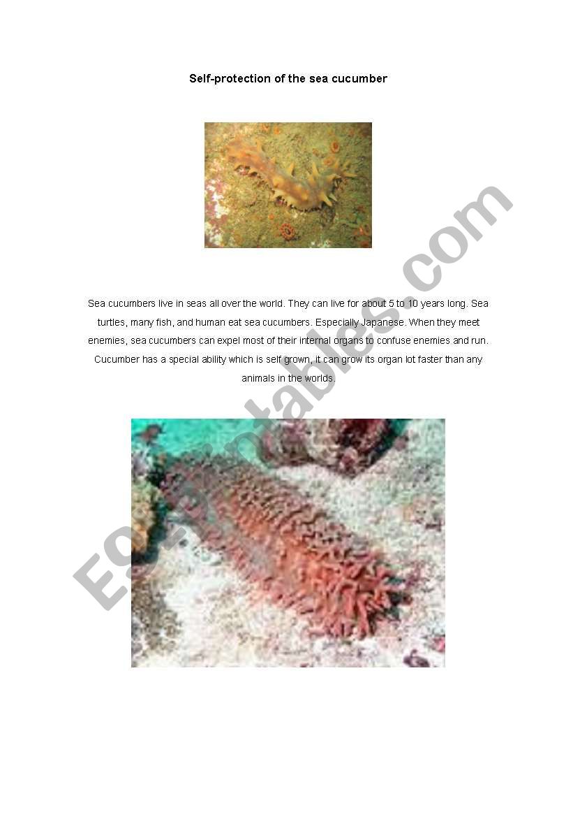 Story of the day,Self-protection of the sea cucumber.