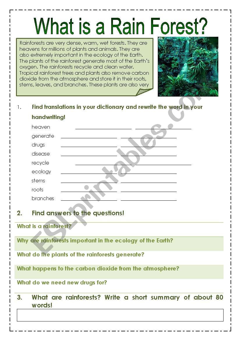 Rain forest worksheet