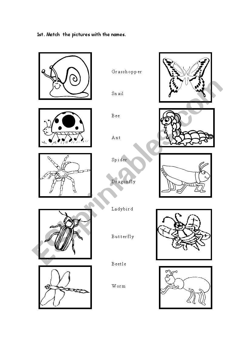 Insects worksheet