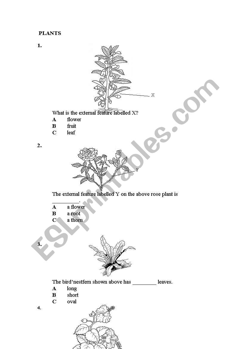 Plant( Activity 1 ) worksheet