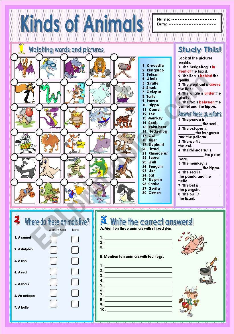 Kinds of animals worksheet
