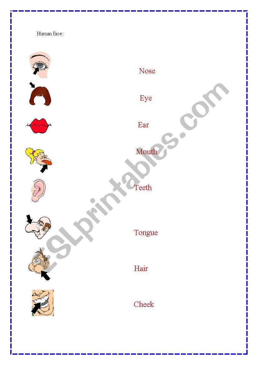 Human face  worksheet