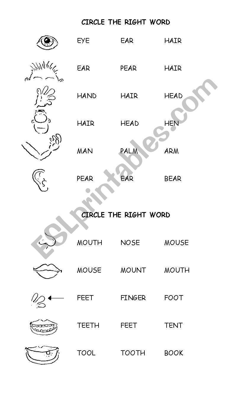 PARTS OF THE BODY 1 worksheet