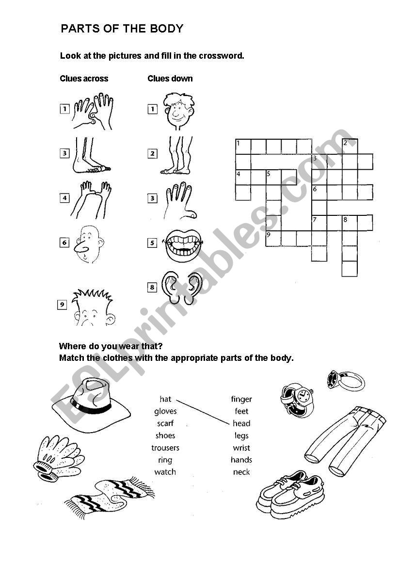 PARTS OF THE BODY worksheet