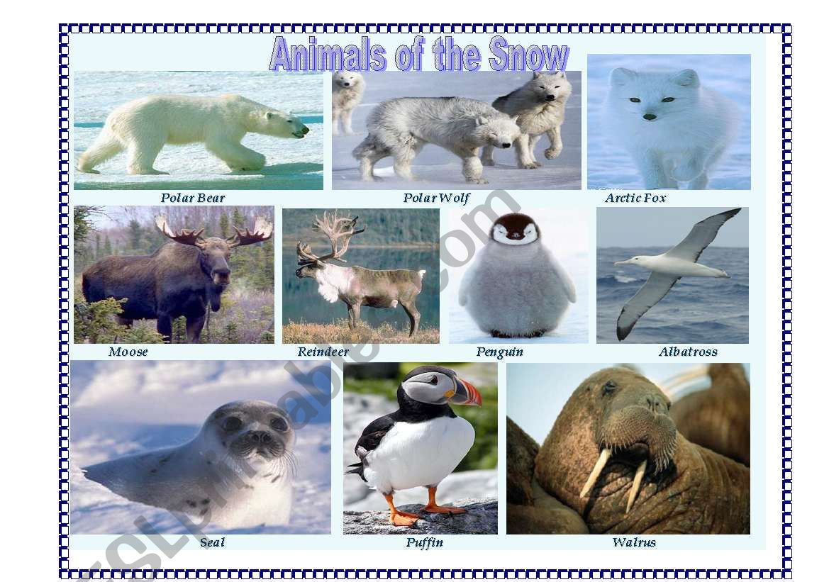 Pictionary: Animals of the Snow