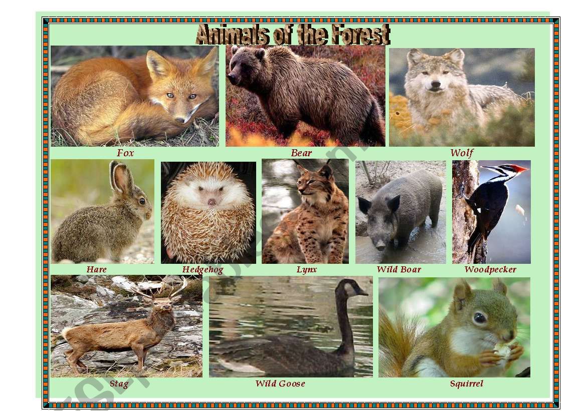 Pictionary: Animals of the Forest