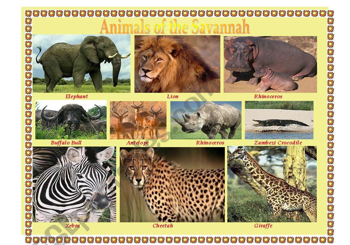 Pictionary: Animals of the Savannah