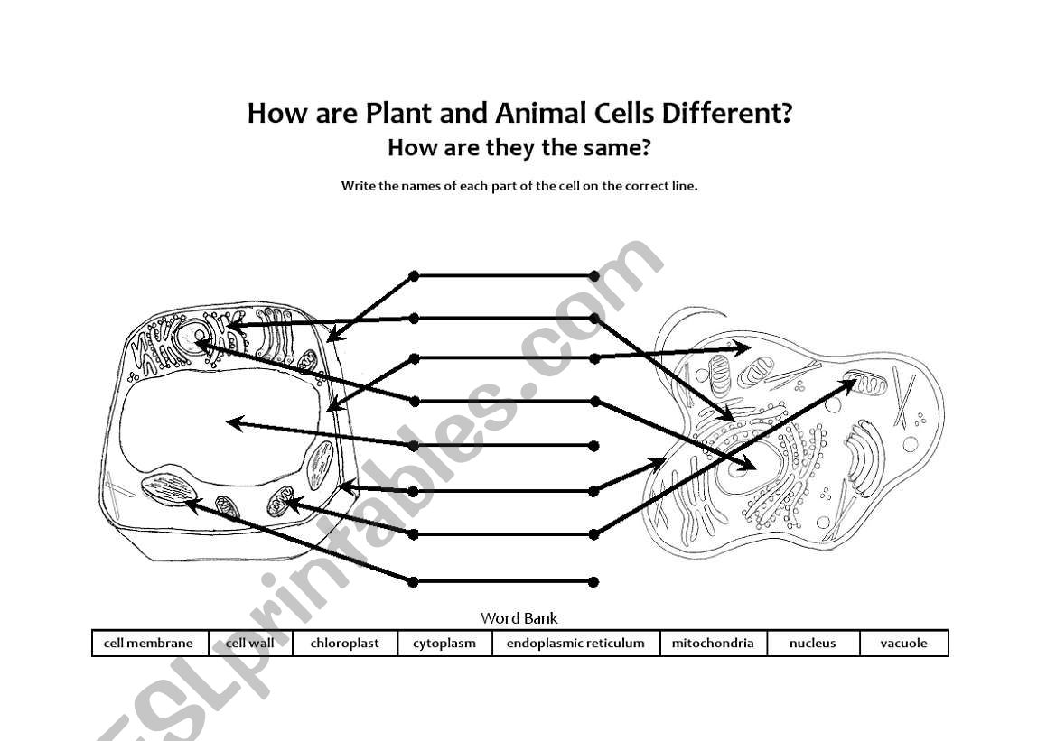 How are Plant and Animal Cells Different?