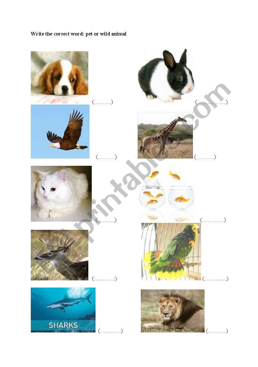 wild animals and pets worksheet