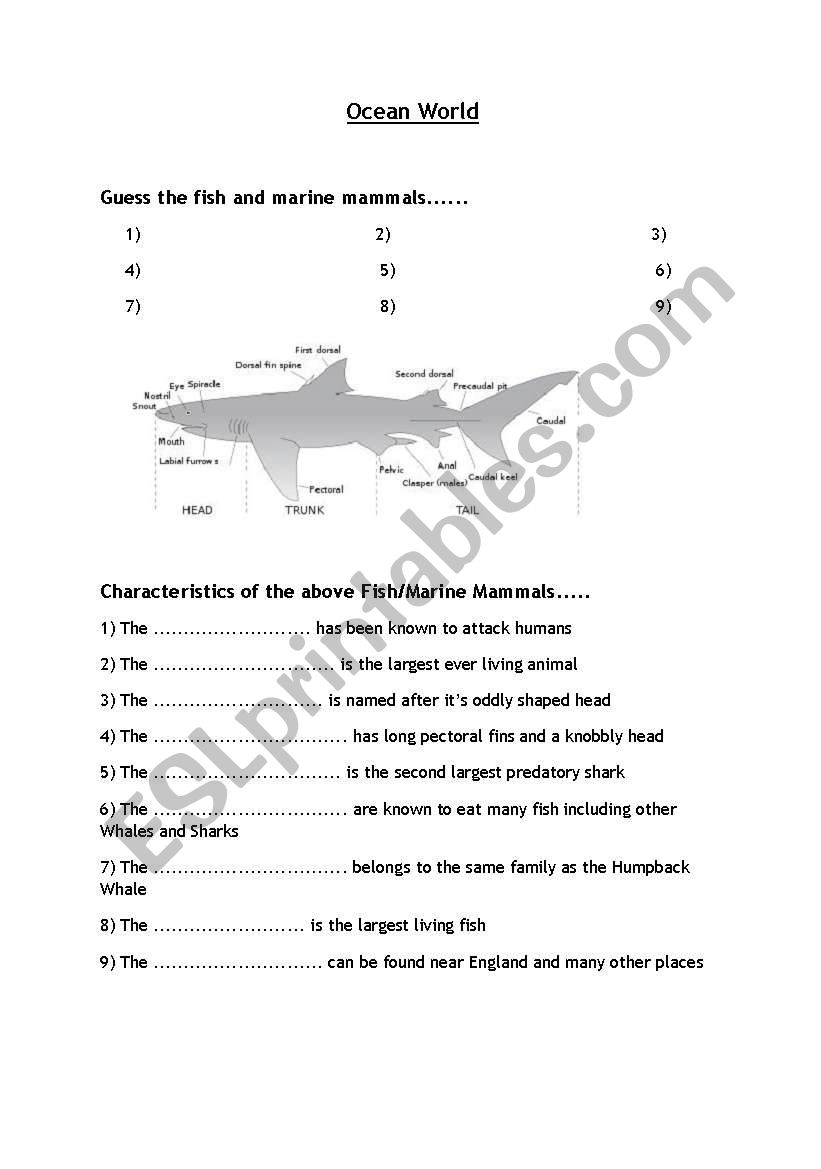 Sea Life worksheet