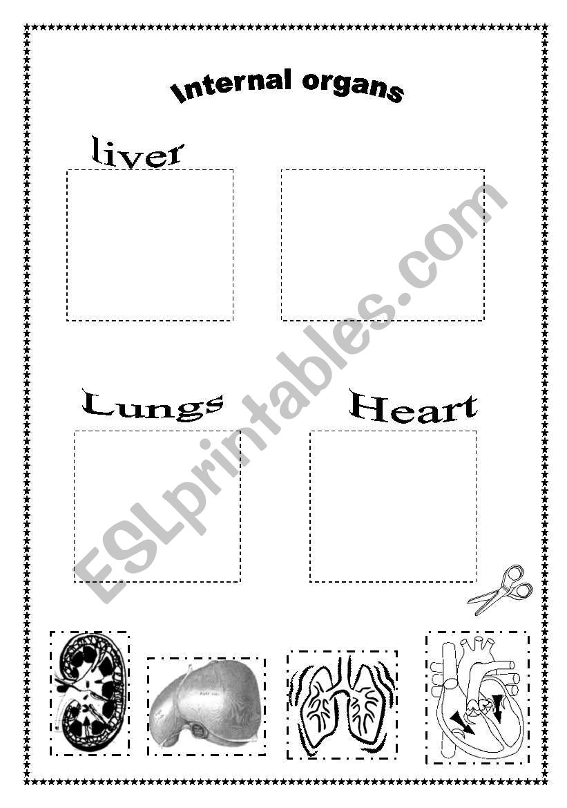 Internal organs worksheet