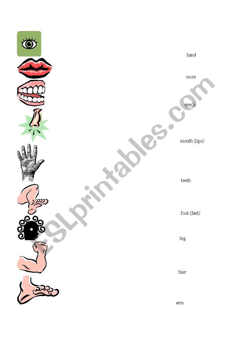 parts of the body worksheet