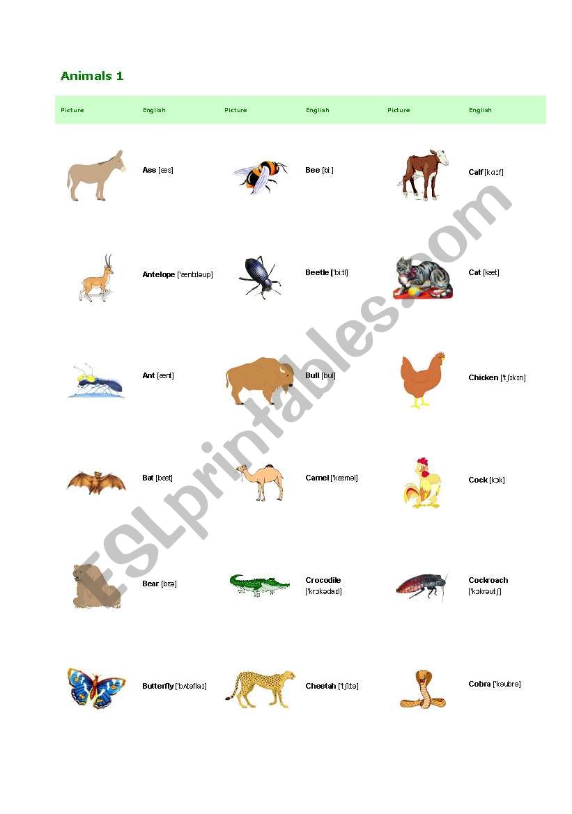 animals 1 worksheet