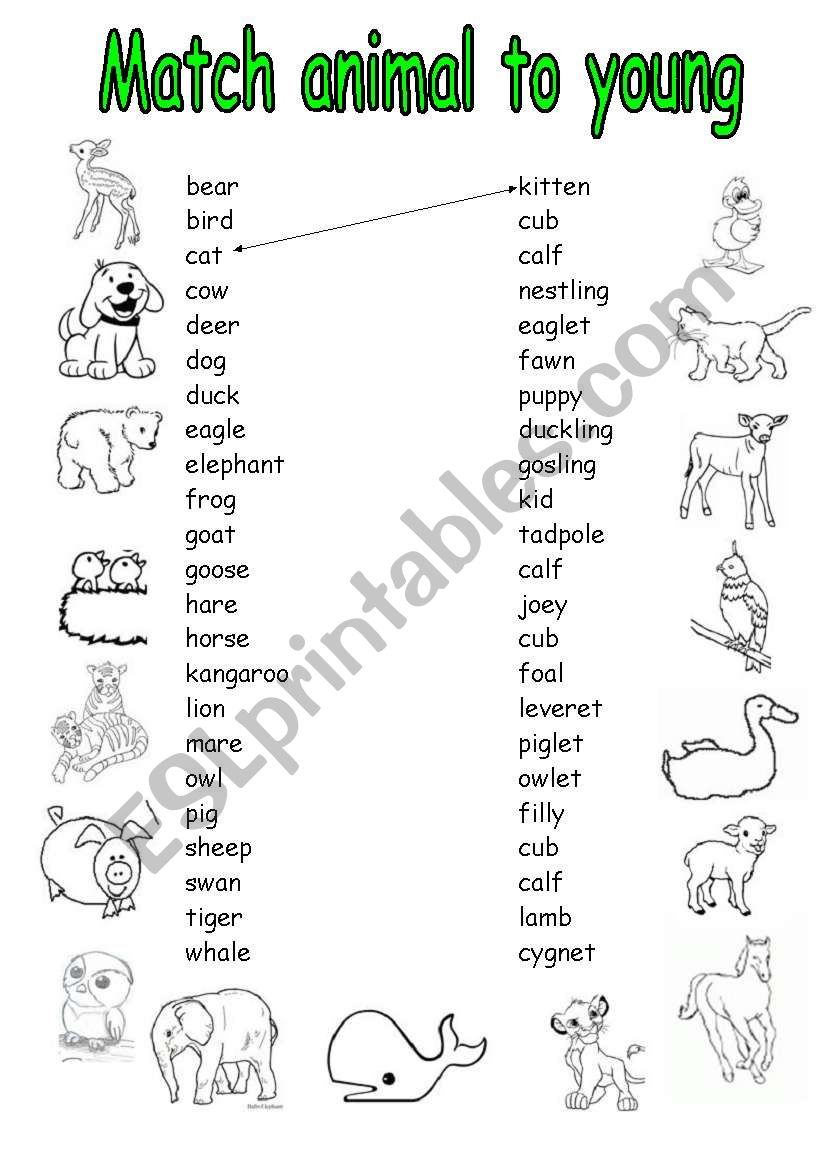 animal young worksheet