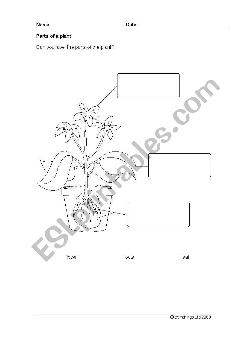 plants worksheet