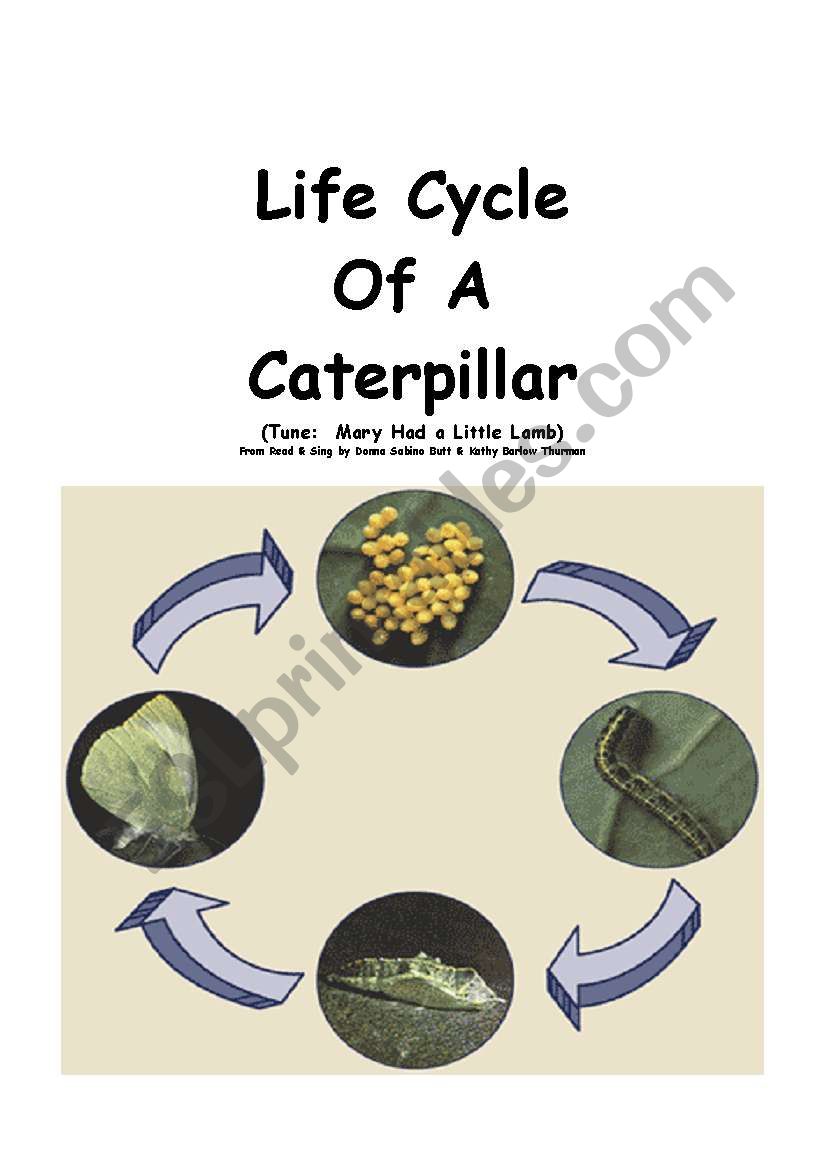 Life Cycle of a Butterfly worksheet