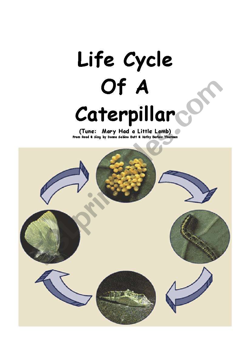 Butterfly Life Cycle Worksheet 2