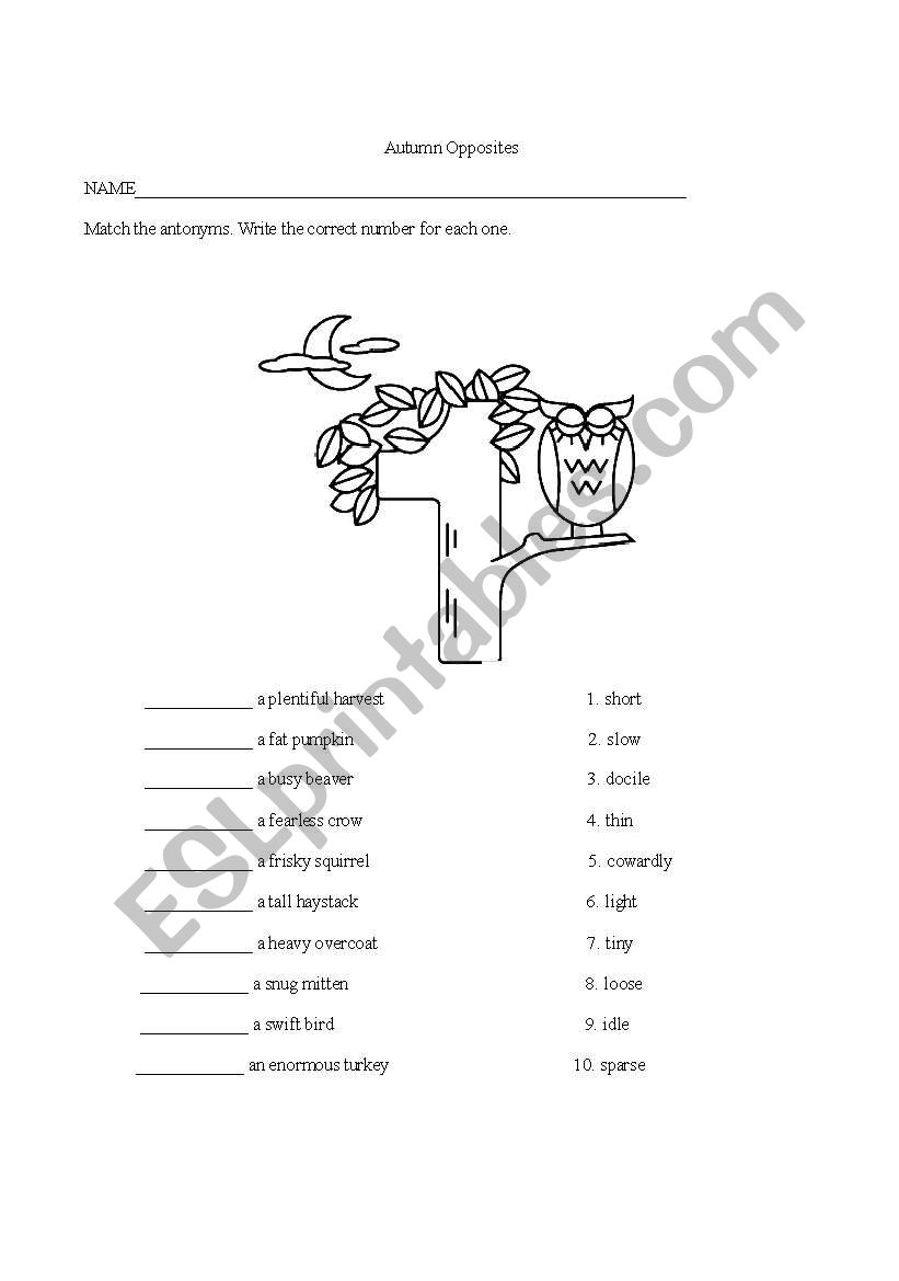 opposites worksheet