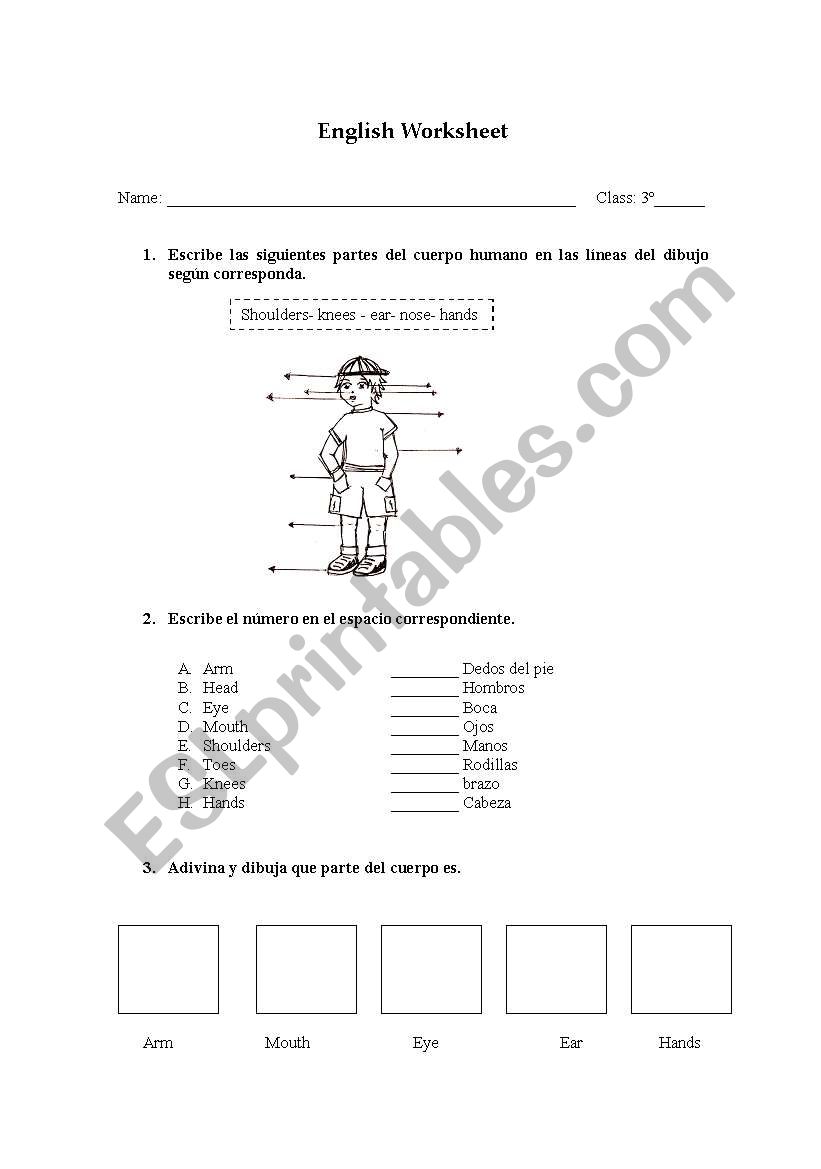 human body worksheet