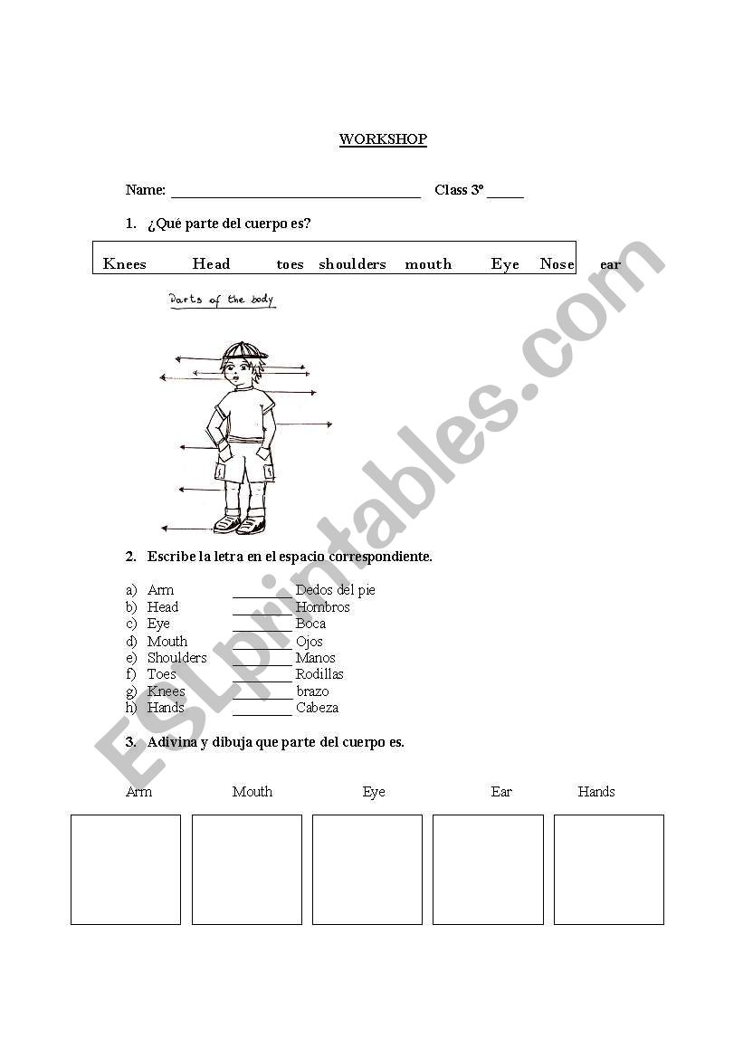 human body worksheet worksheet