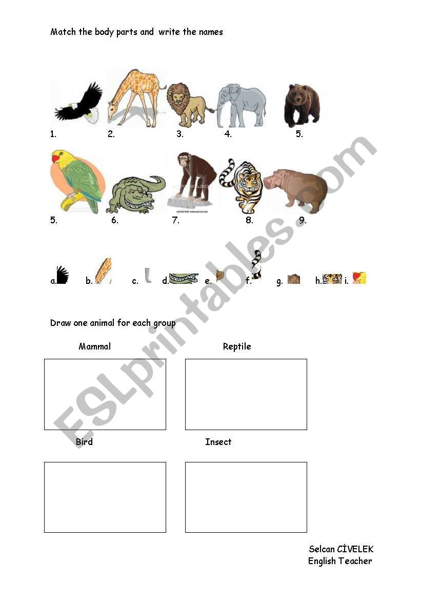 animals worksheet