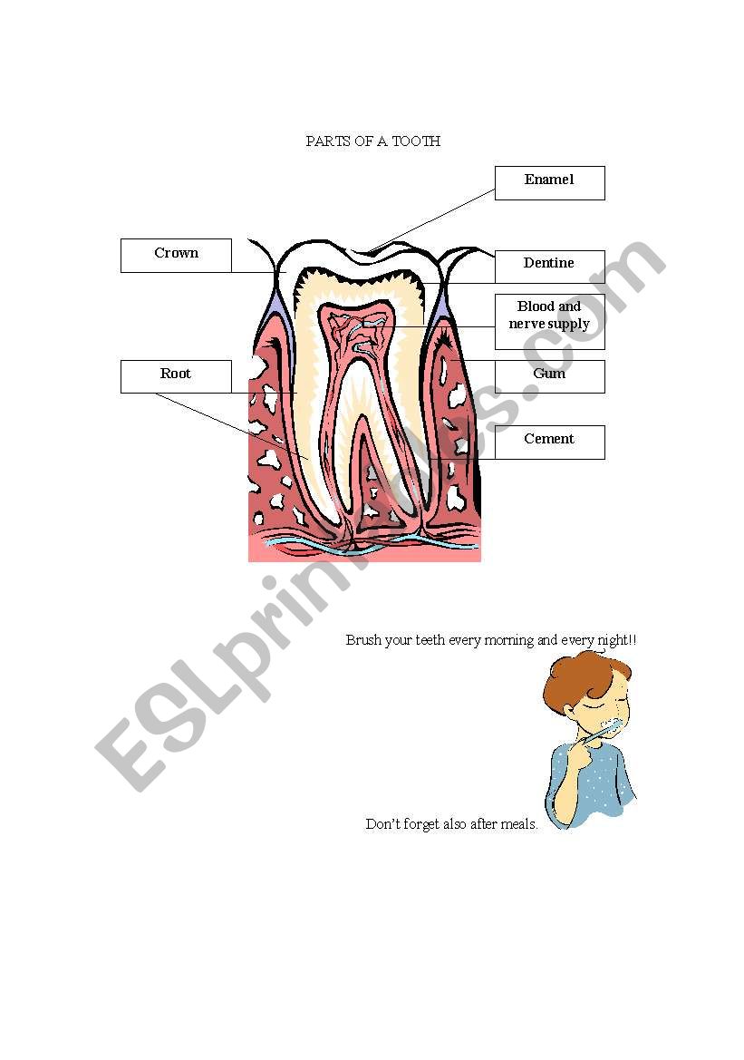 parts of a tooth worksheet