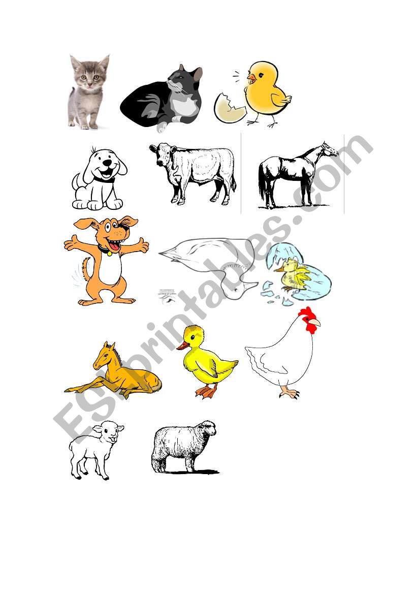 Animals Mothers and Babies 1 worksheet