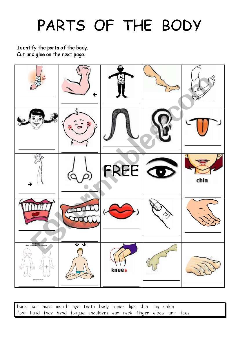 Bingo body parts worksheet