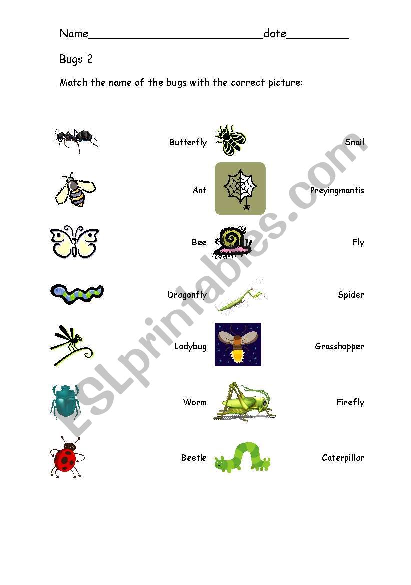 Bugs 2 worksheet