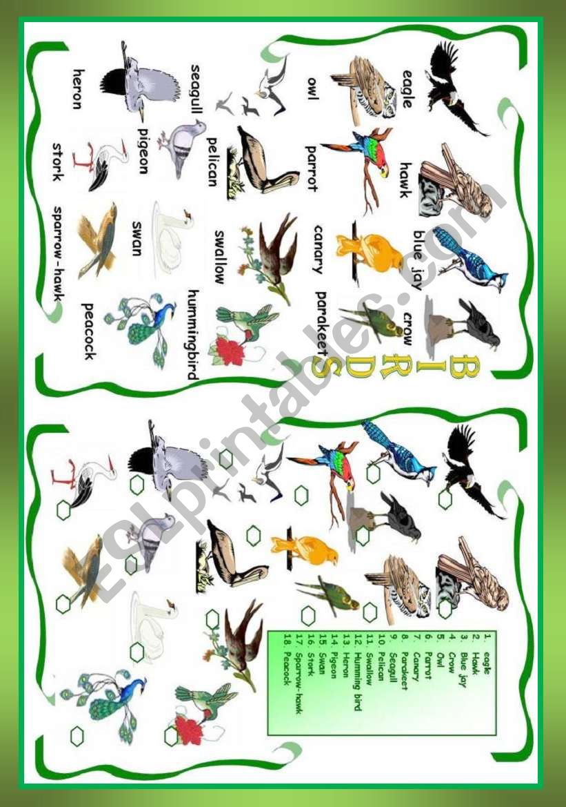 Birds worksheet