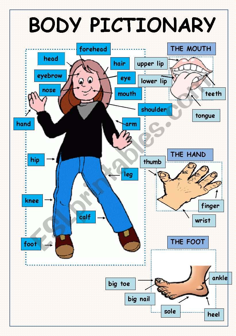 BODY PICTIONARY worksheet