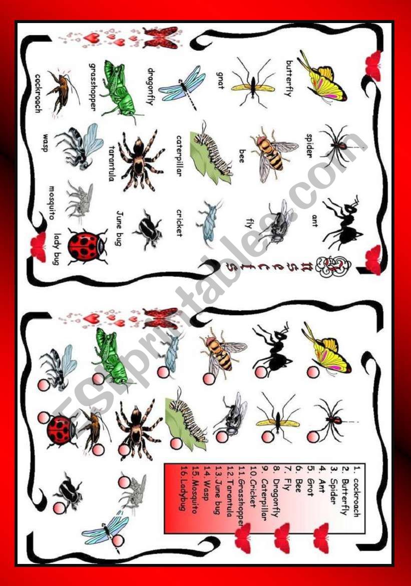 Insects worksheet