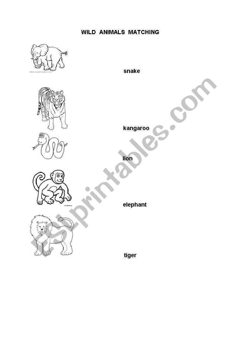 wild animals worksheet