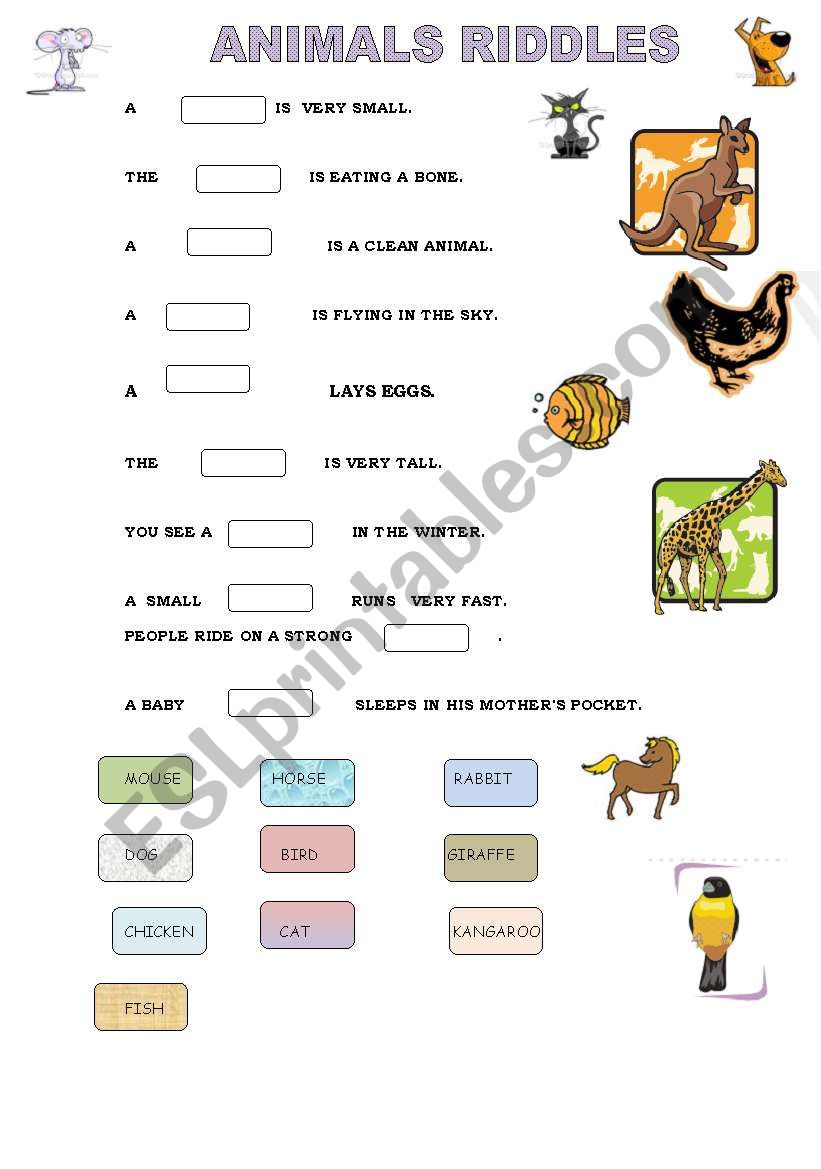 animals riddles worksheet