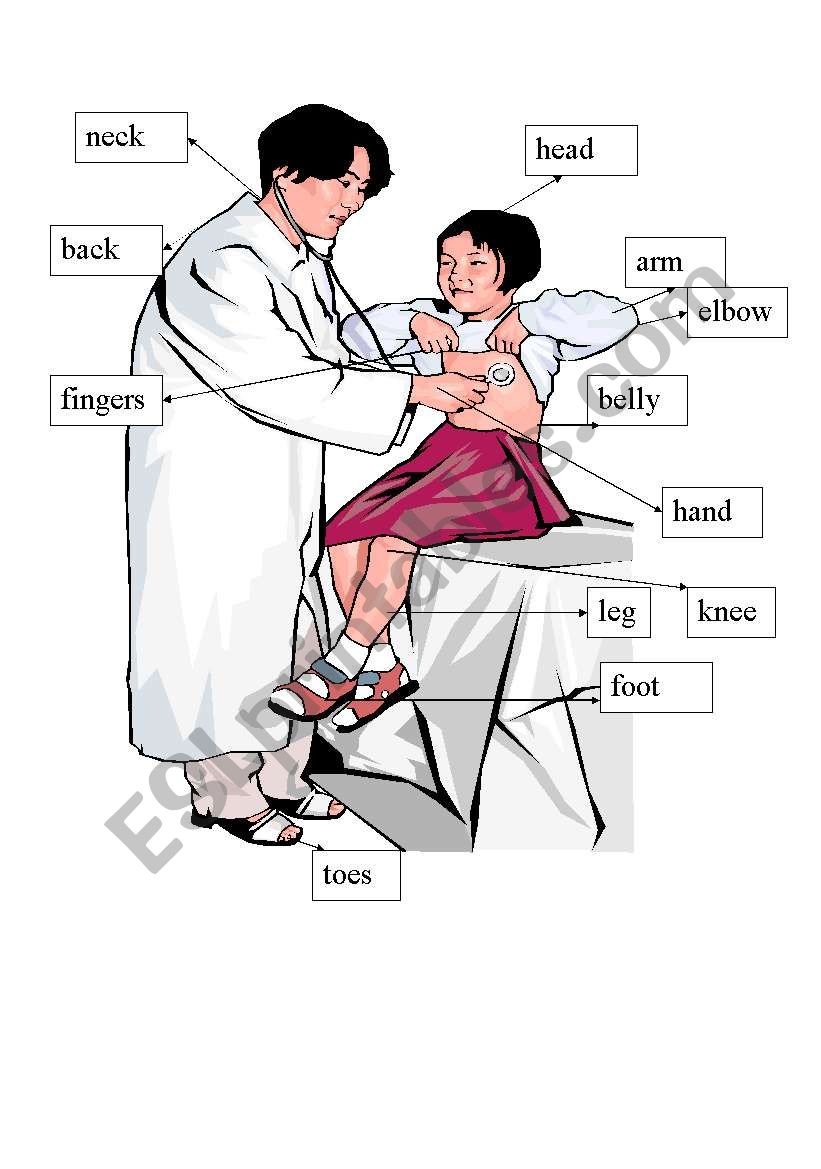 Human body worksheet