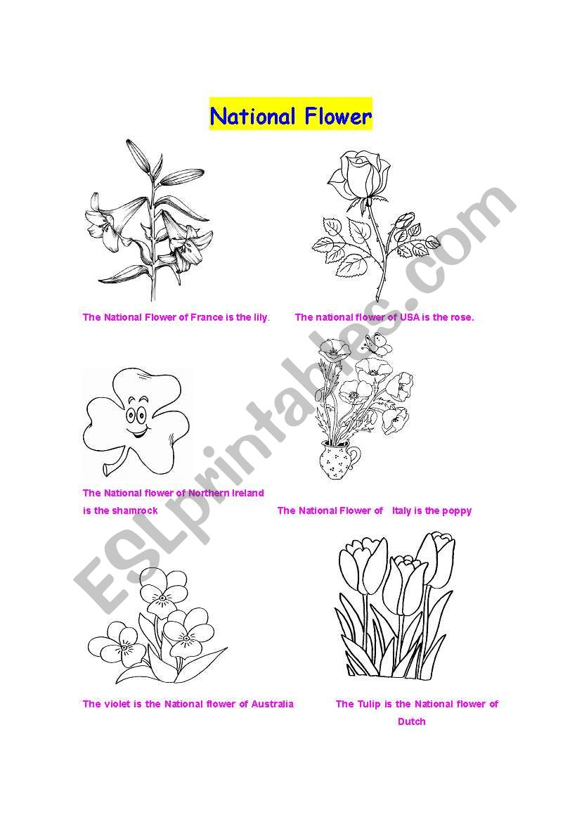 The national flower worksheet