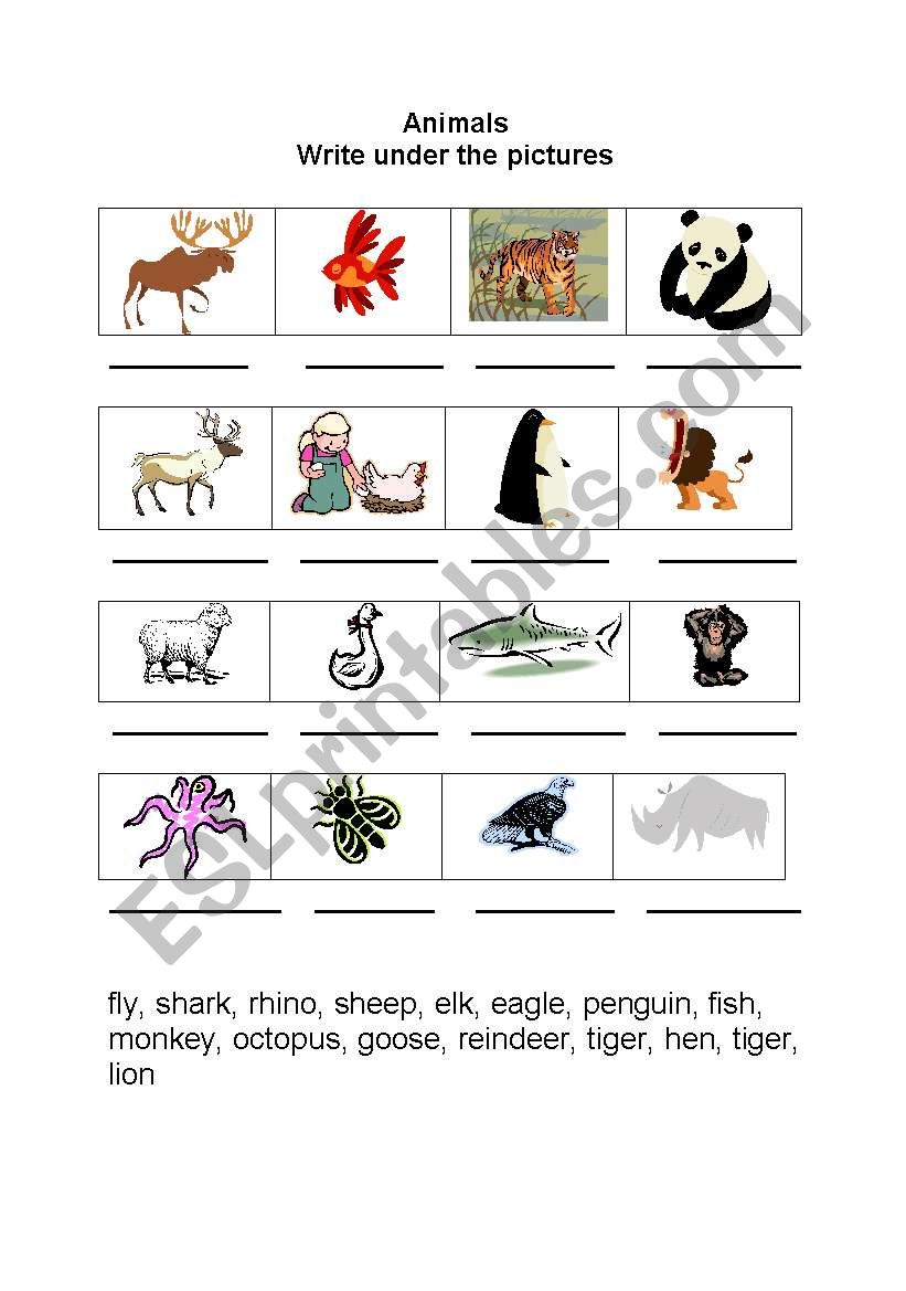 Animals worksheet